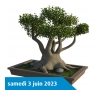 DECOUVERTE DE L'ART DU BONZAI