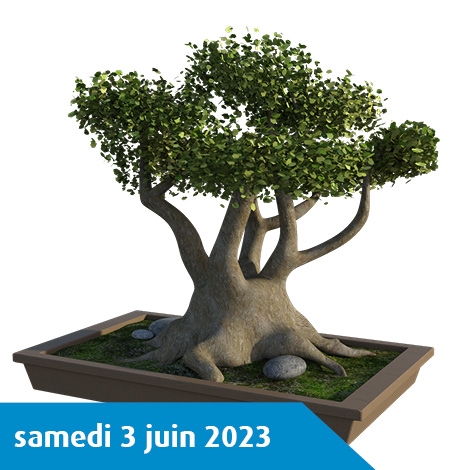 DECOUVERTE DE L'ART DU BONZAI