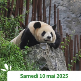 AISNE - JOURNEE AU PARC ANIMALIER PAIRI DAIZA EN BELGIQUE I