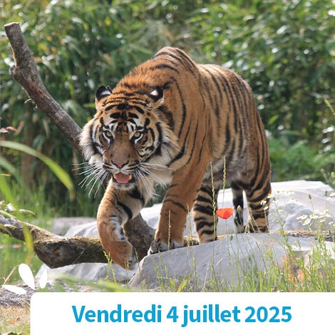 SOMME - ZOO D'AMIENS EN NOCTURNE