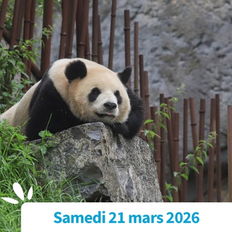 SOMME - PAIRI DAIZA : LE TOUR DU MONDE EN UNE JOURNEE !