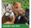 ÉQUITATION ET ANIMATION PONEY AUX ECURIES DE BARIISIS