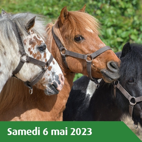 ÉQUITATION ET ANIMATION PONEY AUX ECURIES DE BARIISIS
